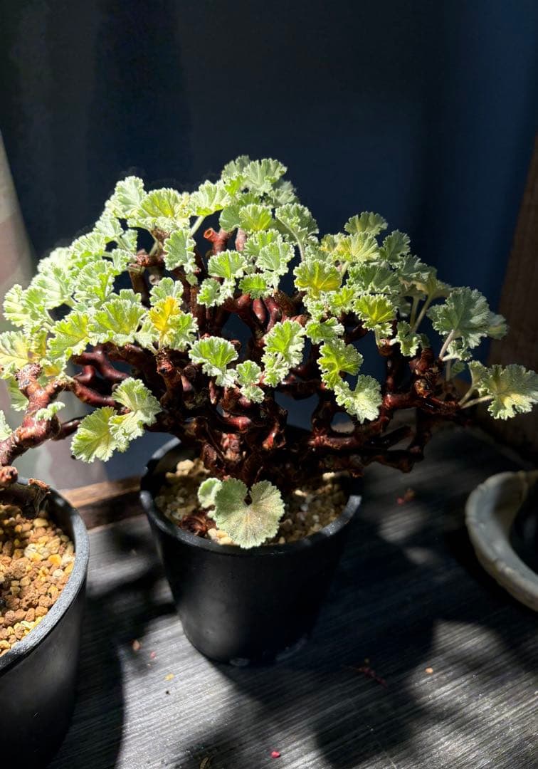 【美株】ペラルゴニウム ミラビレ　発根済み