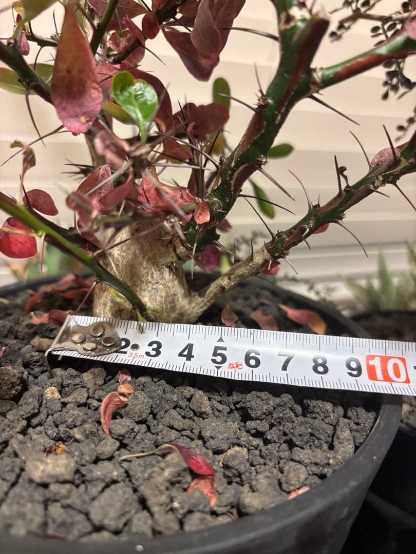 フォークイエリア　ファシクラータ　実生　良形