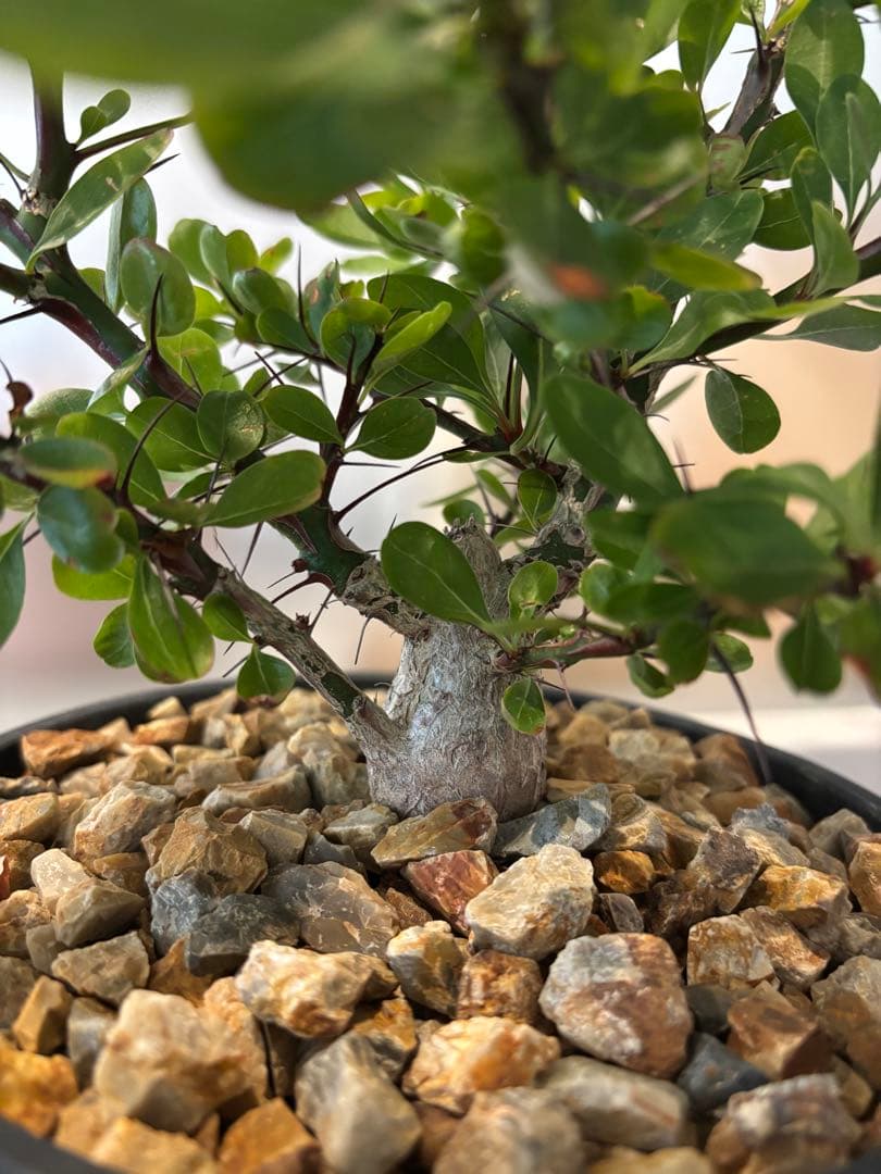 フォークイエリア　ファシクラータ　実生　良形