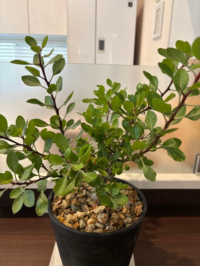 フォークイエリア　ファシクラータ　実生　良形