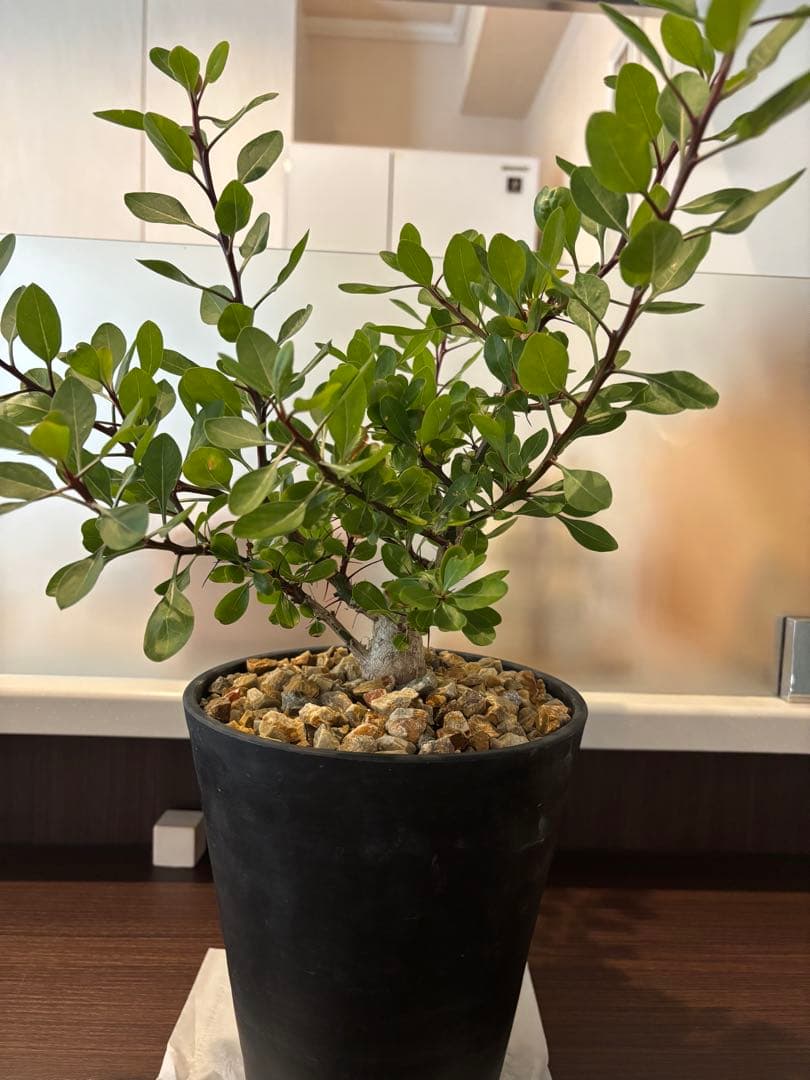 フォークイエリア　ファシクラータ　実生　良形