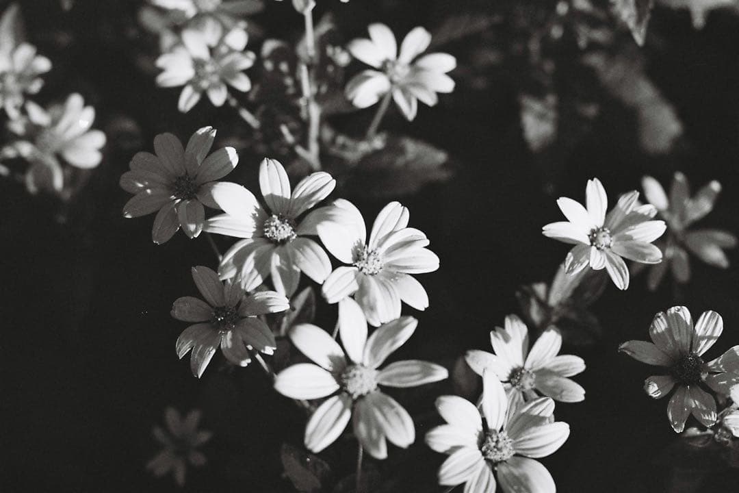 Nikon F 前期型 50mm f1.4 / 135mm f3.5