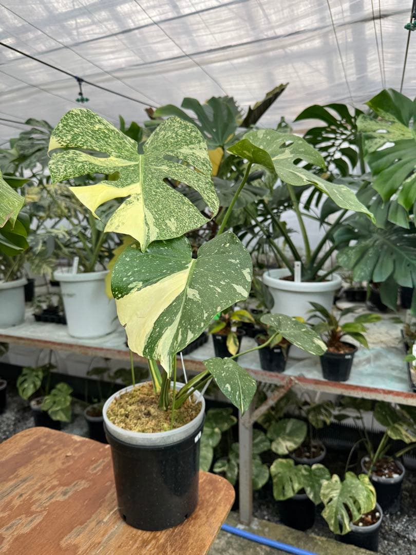 k*u様 1モンステラ　タイコンステレーション　スターライト