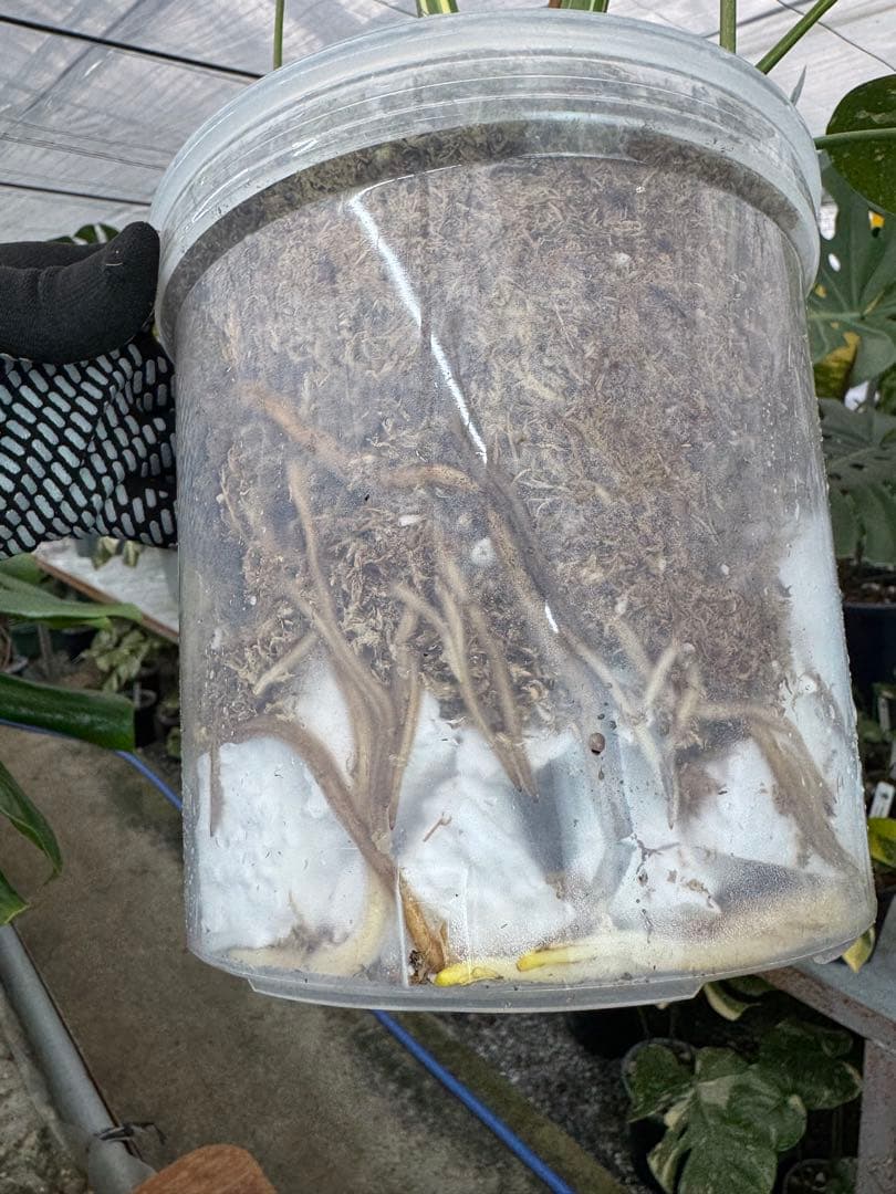 k*u様 1モンステラ　タイコンステレーション　スターライト