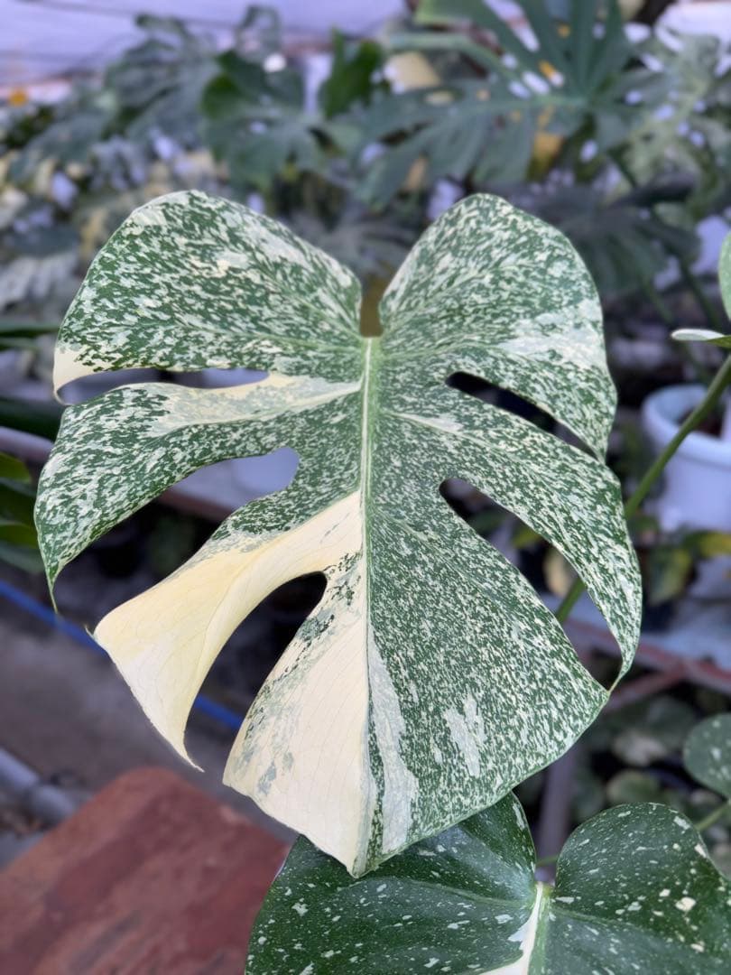 k*u様 1モンステラ　タイコンステレーション　スターライト