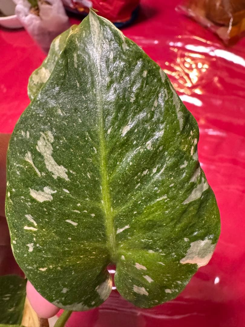 希少斑入り本物　モンステラ　デリシオーサ グリーンオングリーン　ミューテーション