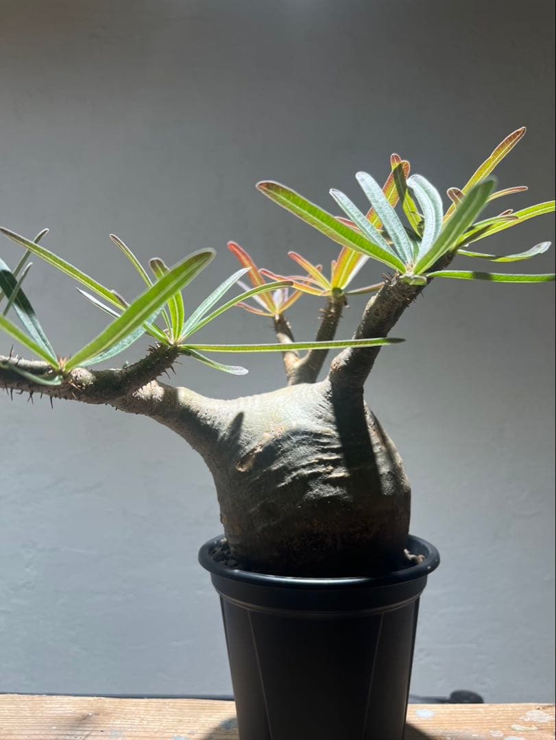 パキポディウム・グラキリス(現地球、発根済)