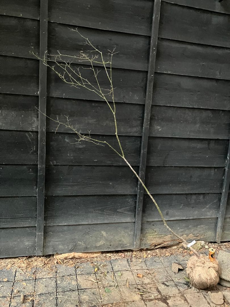 60 山採り　ヤマモミジ