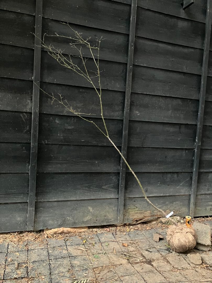 60 山採り　ヤマモミジ