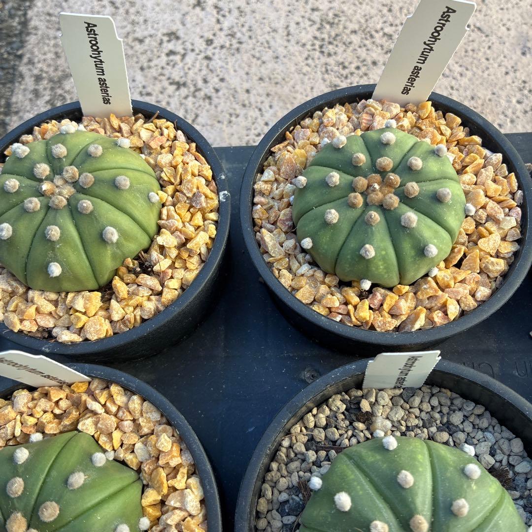 アストロフィツム 'スーパー兜'15鉢　3.5寸サイズ