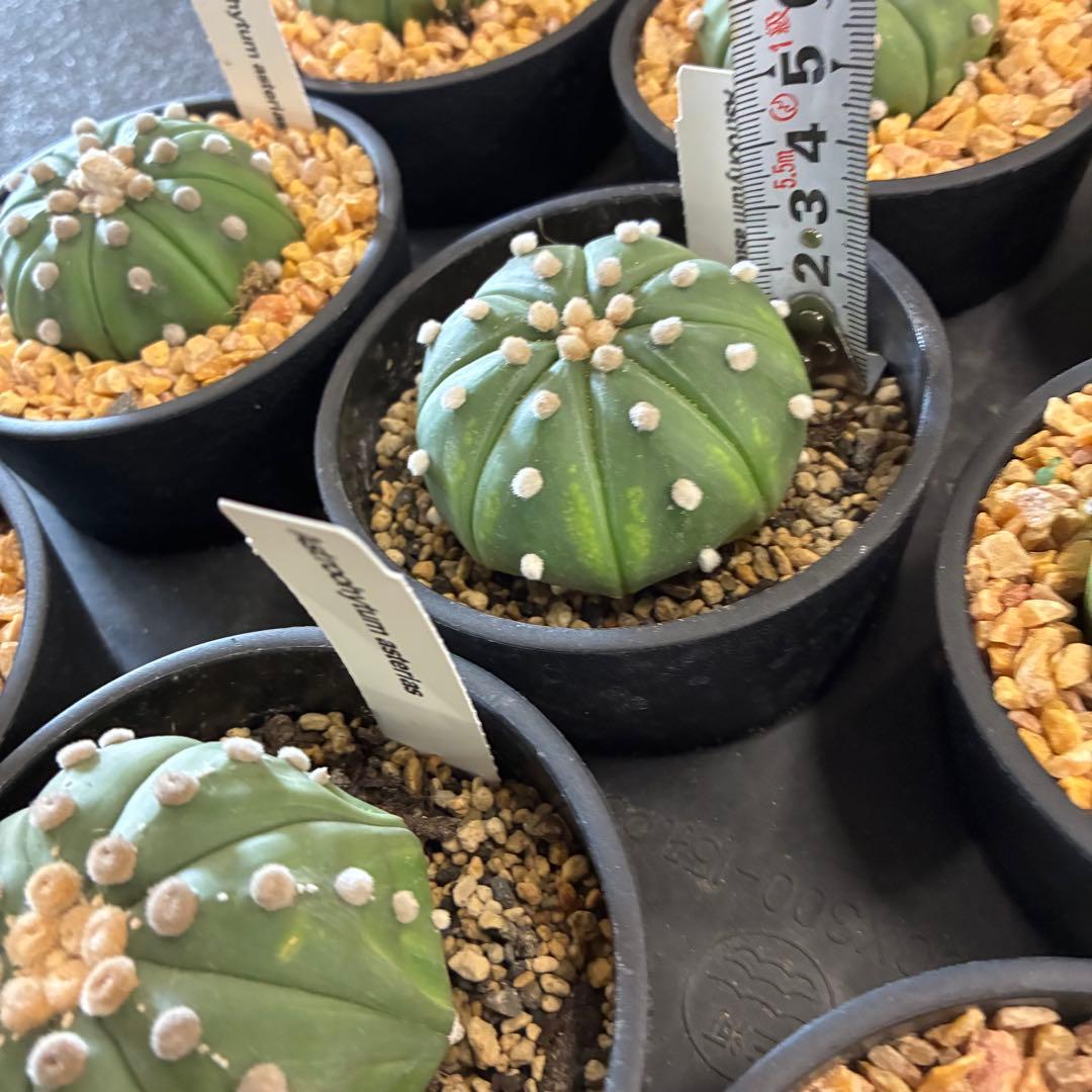 アストロフィツム 'スーパー兜'15鉢　3.5寸サイズ