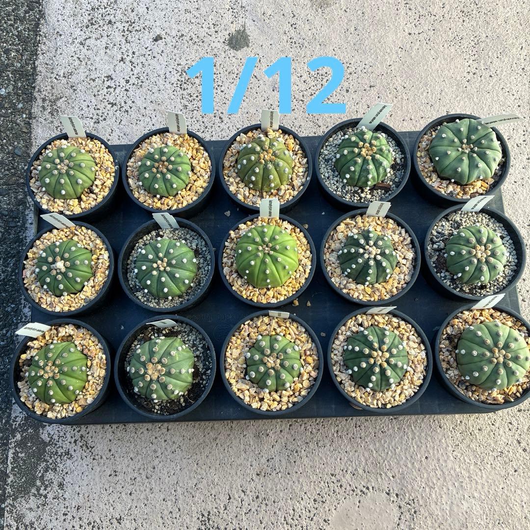 アストロフィツム 'スーパー兜'15鉢　3.5寸サイズ