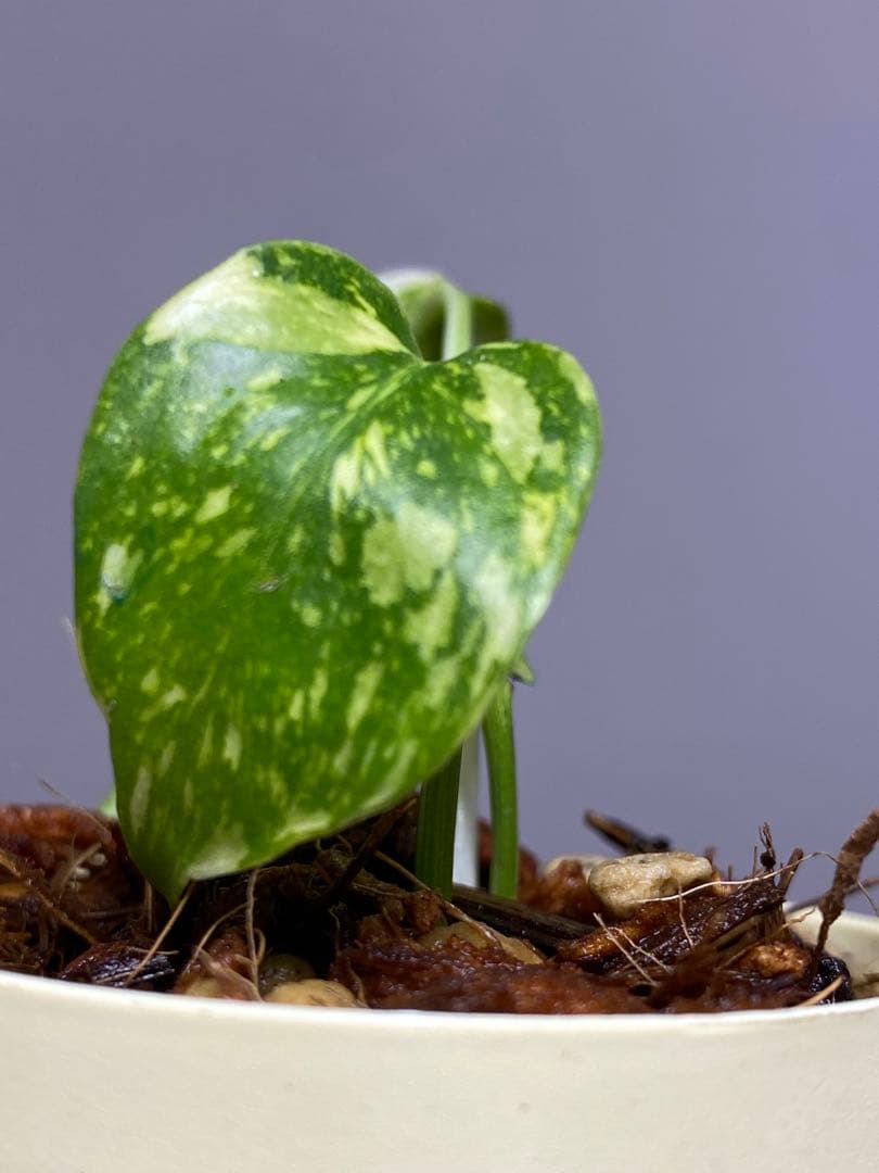 M*0様 ②【超希少‼️】モンステラ　エレクトロライト　斑入り　レア　人気　メル