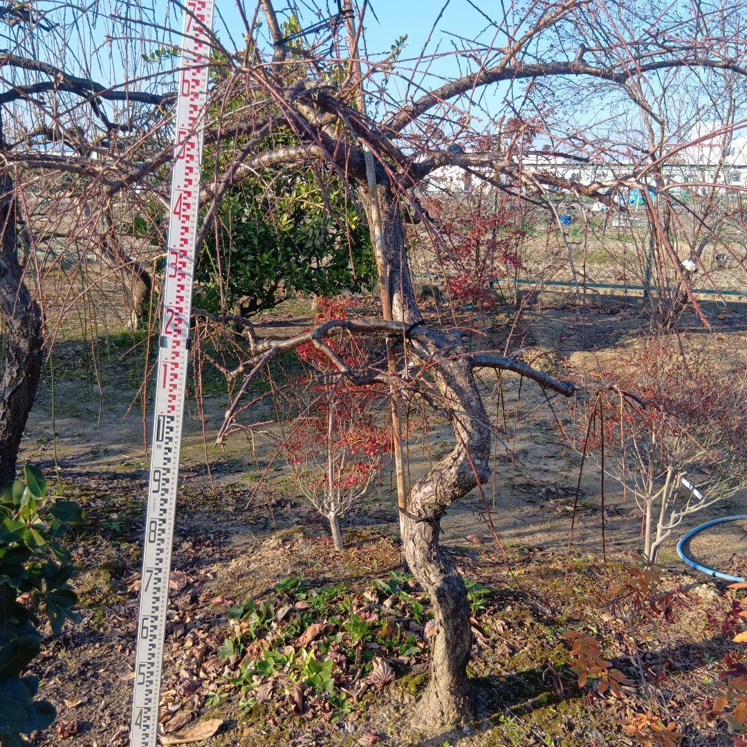 紅シダレ梅（梅）庭木（曲がりありカッチョイイサイズ）