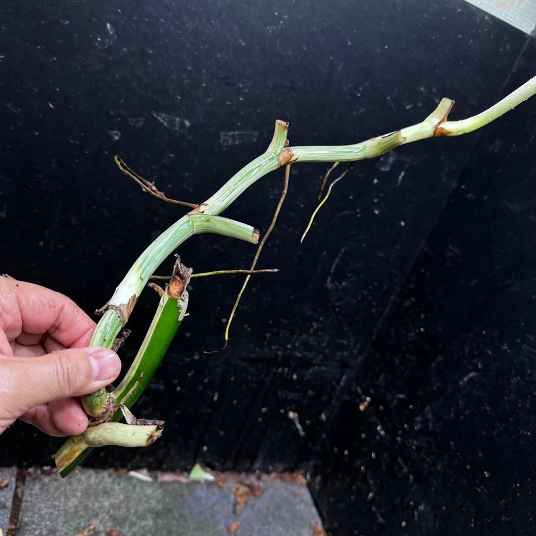 超*✿様 斑入りモンステラホワイトタイガー大茎7株おまとめ