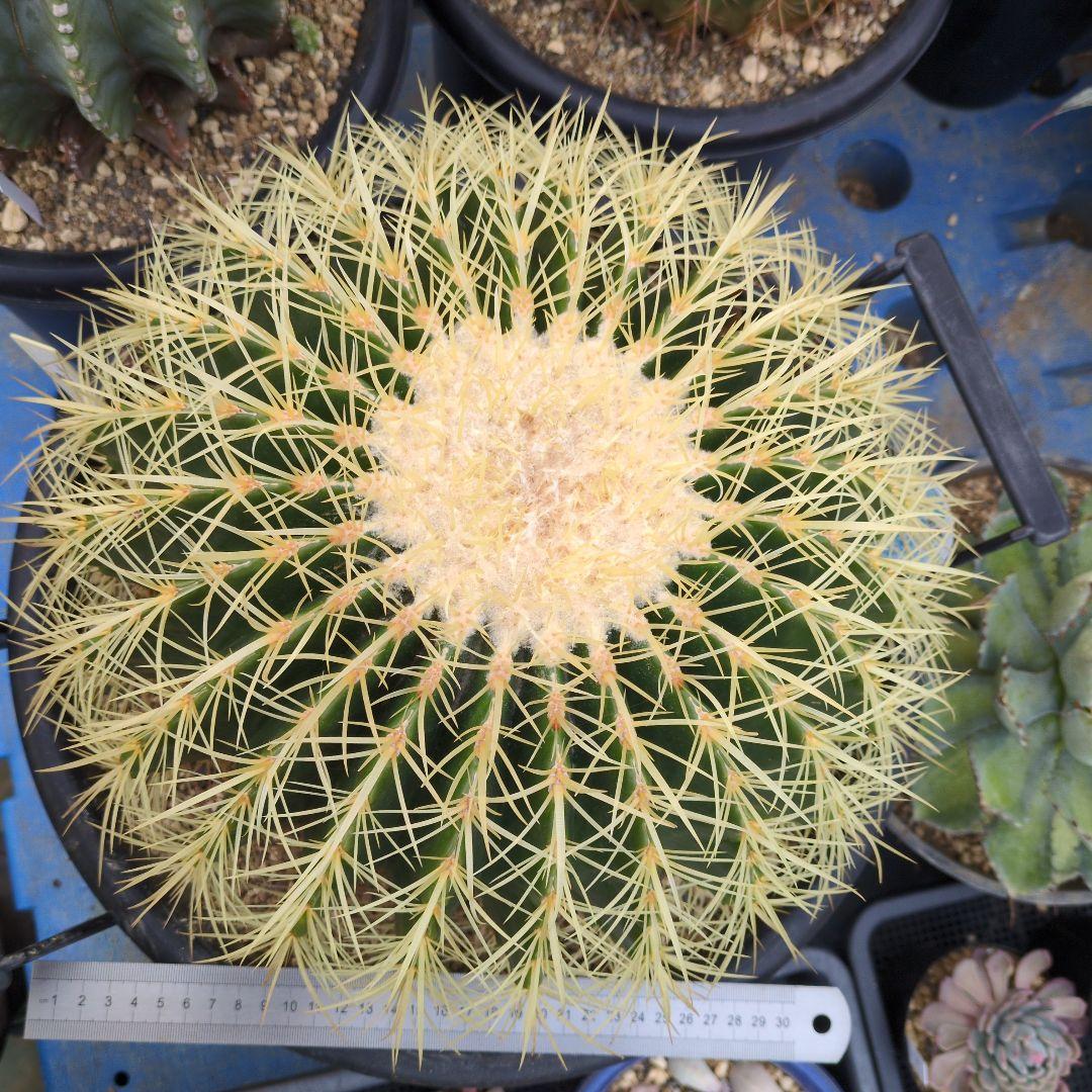 【引取限定】　エキノカクタス　金鯱