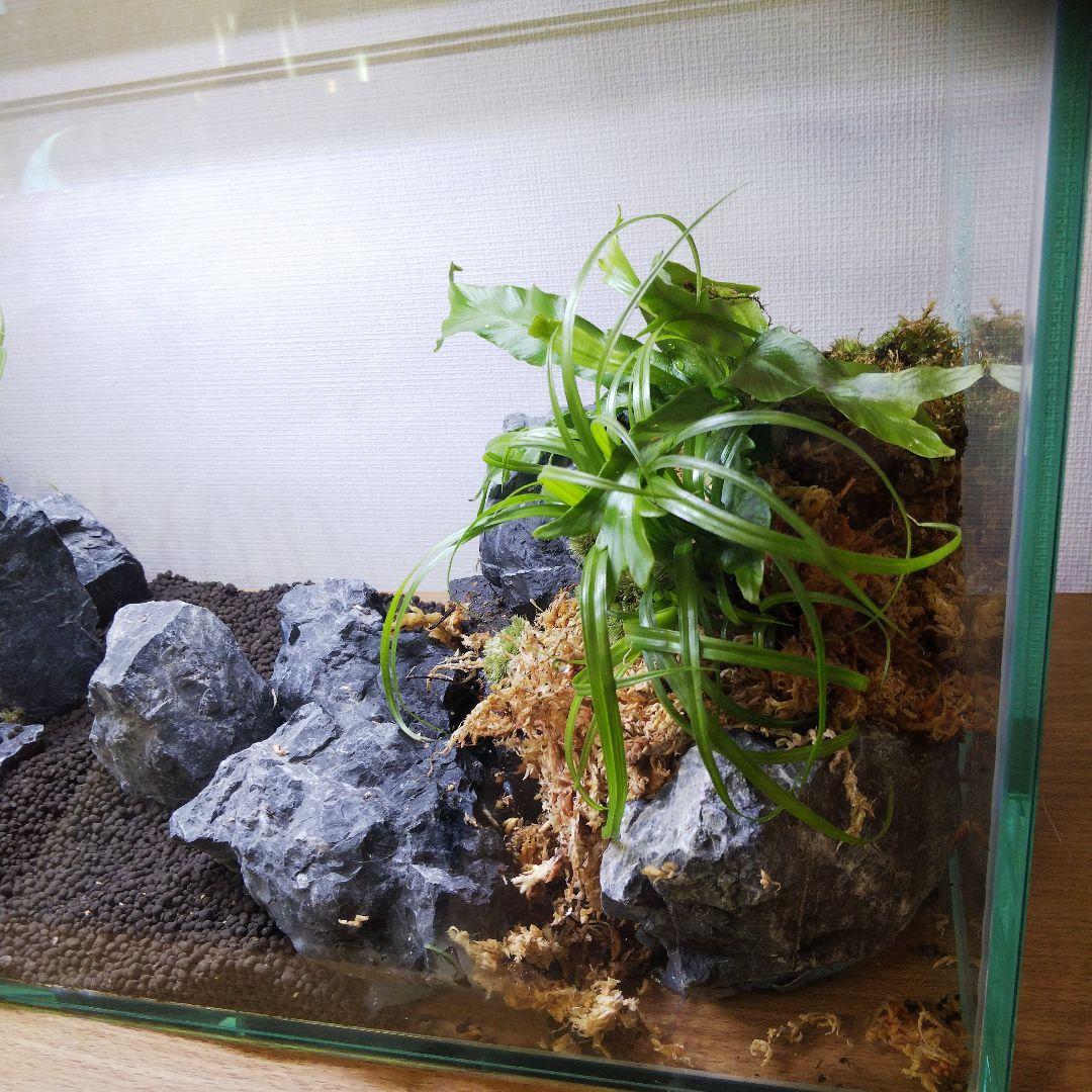 【受注生産】アクアテラリウム　イモリウム　苔　水槽　苔テラリウム