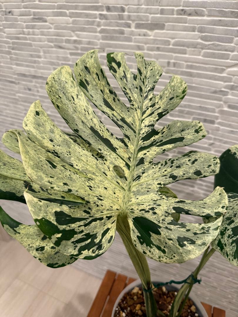 希少 モンステラ ベトシオーサ/バルバソウ