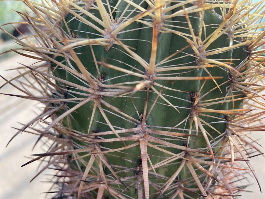 サボテン フェロカクタス 黄金冠 古株 大きめ