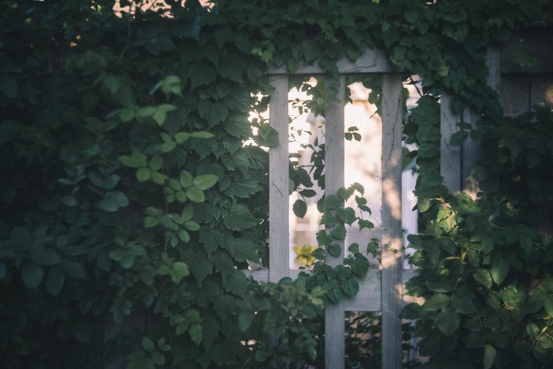 訳ありSALE！虹の出るライカの癖玉！Leica Summar 50mm F2