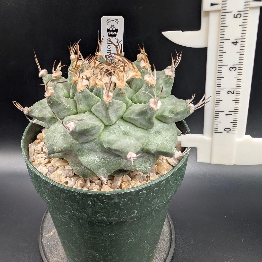 k*n様 大疣アロンソイ 国内実生 鉢植え メルカリ便送料込み