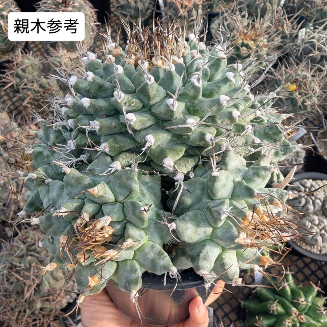 k*n様 大疣アロンソイ 国内実生 鉢植え メルカリ便送料込み