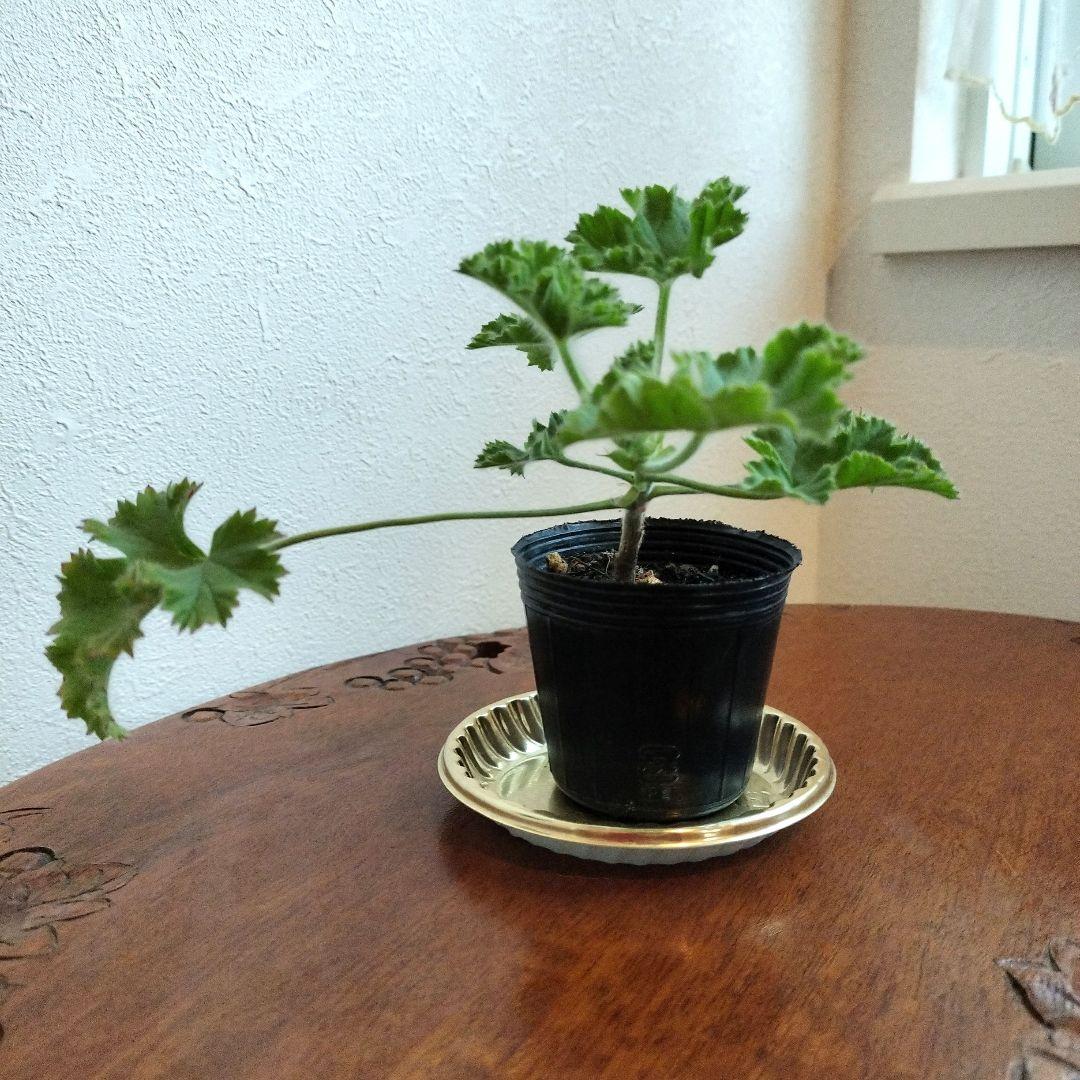 ペラルゴニウム・ ピンクカプリコーンの苗 ♡ポットごと発送♡