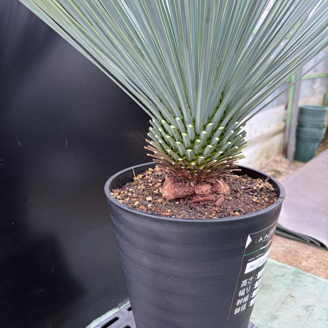 【AL1045】ユッカ　ロストラータ　ランチョブルー　数量限定販売