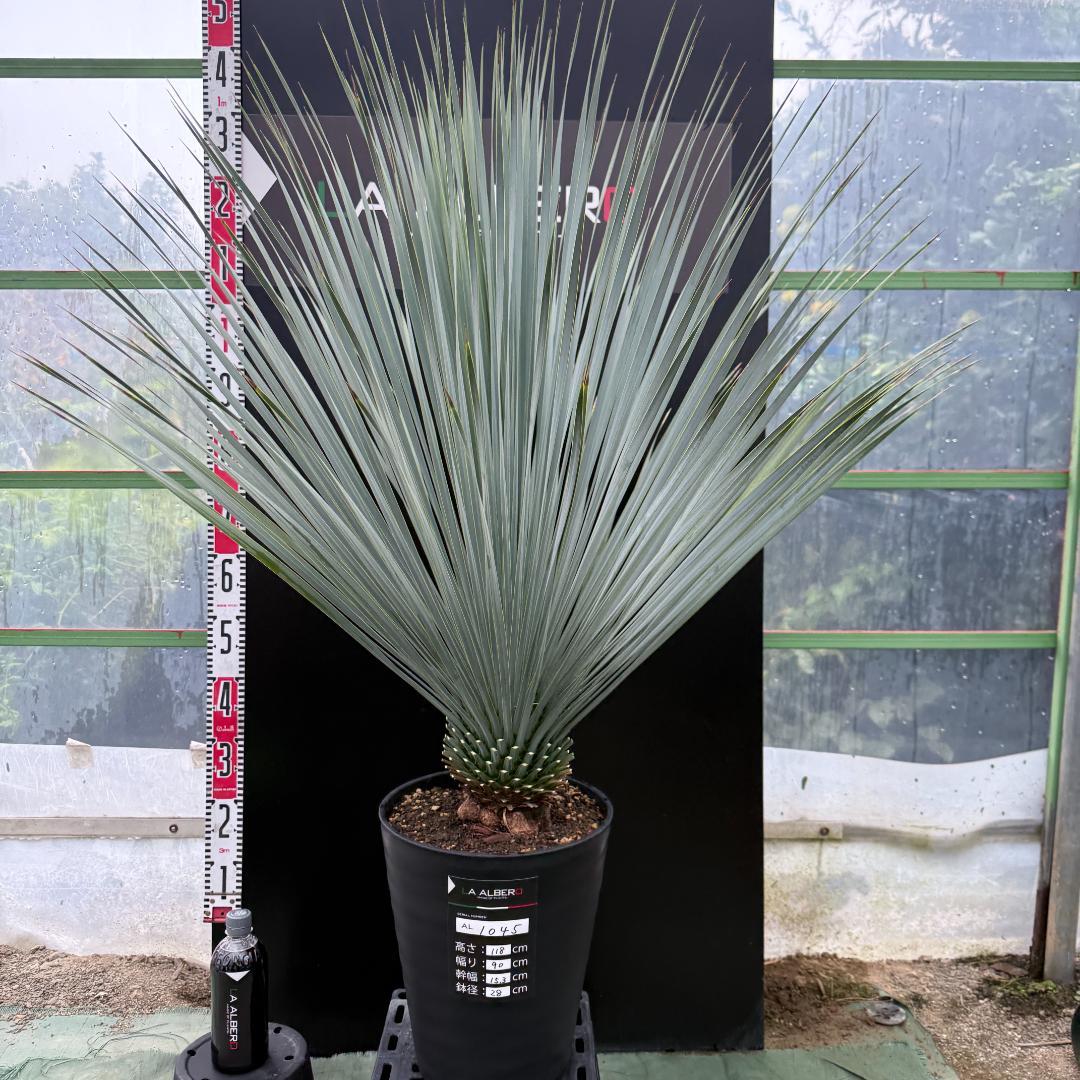 【AL1045】ユッカ　ロストラータ　ランチョブルー　数量限定販売