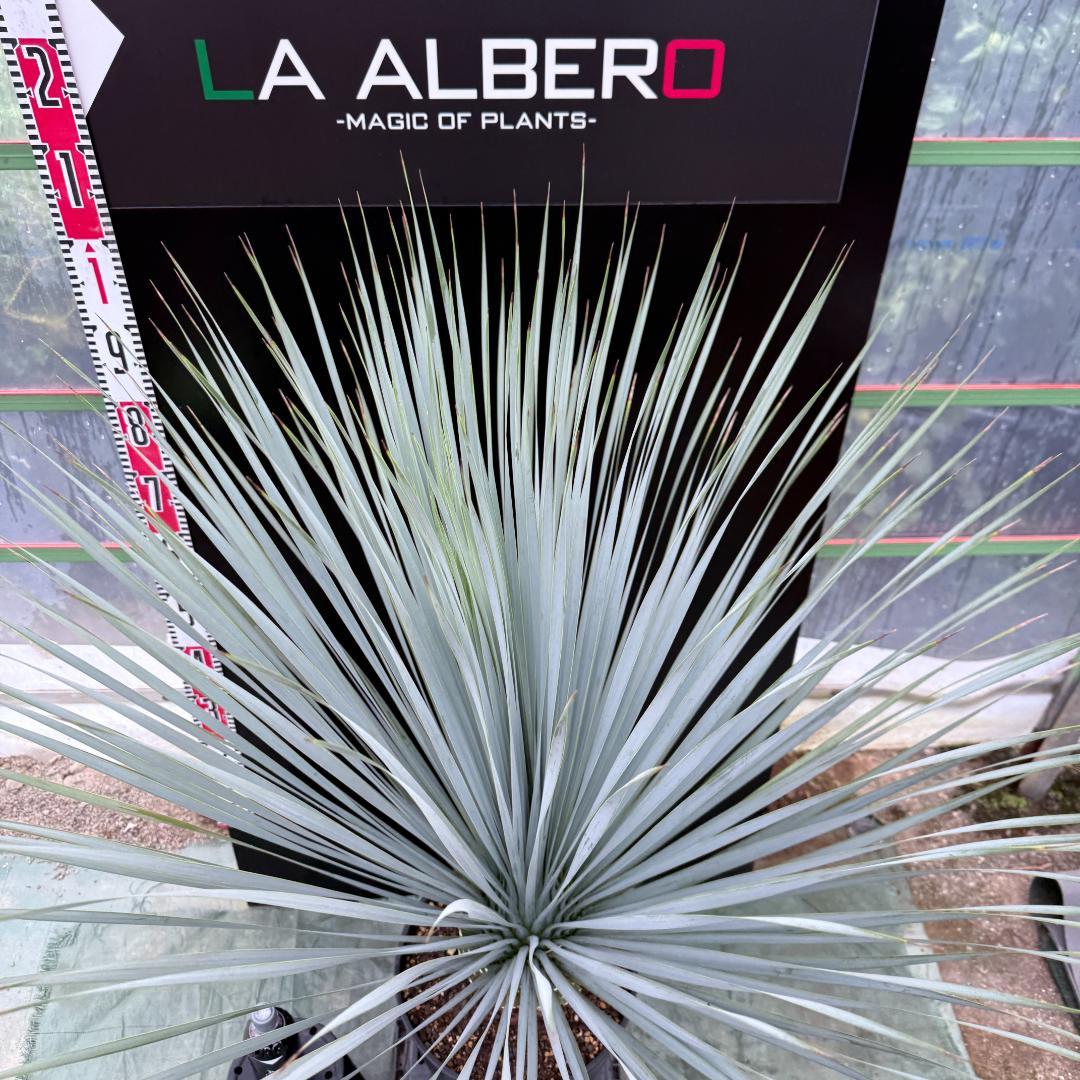 【AL1045】ユッカ　ロストラータ　ランチョブルー　数量限定販売