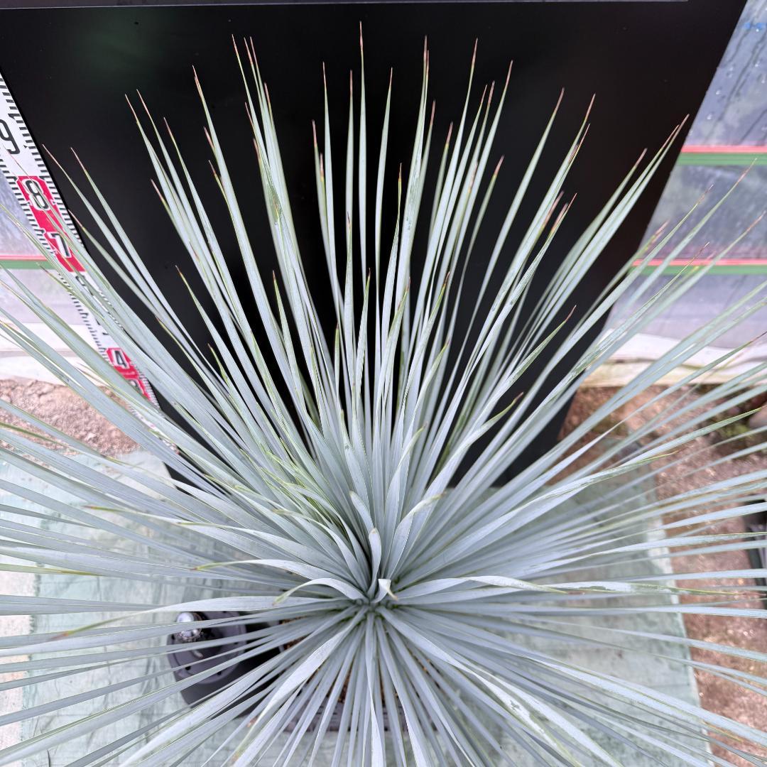 【AL1045】ユッカ　ロストラータ　ランチョブルー　数量限定販売