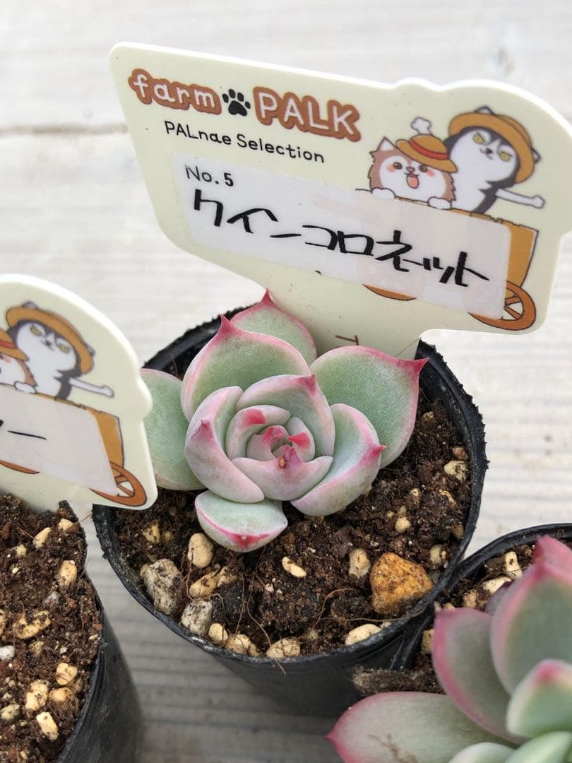 多肉植物 ファームパルク苗♡小苗セット