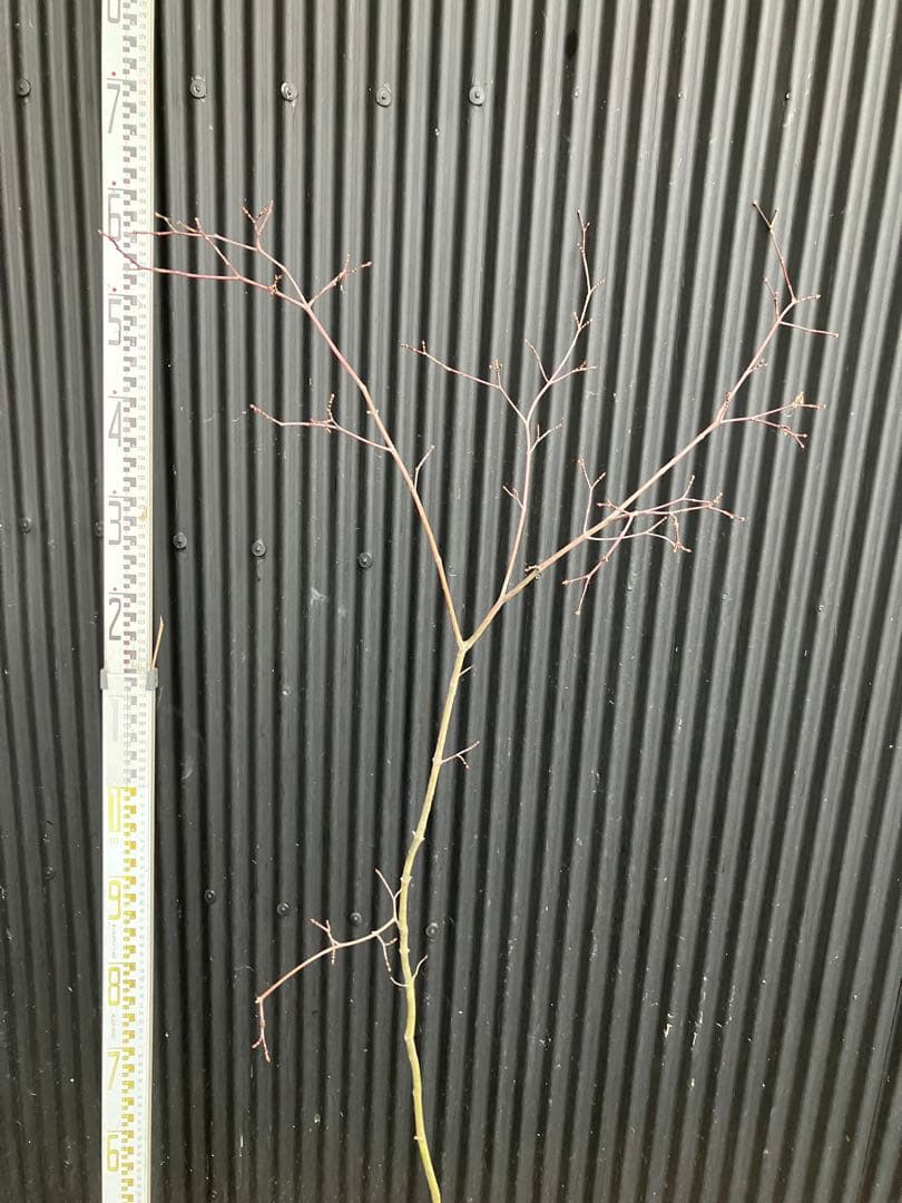 山採り　コハウチワカエデ