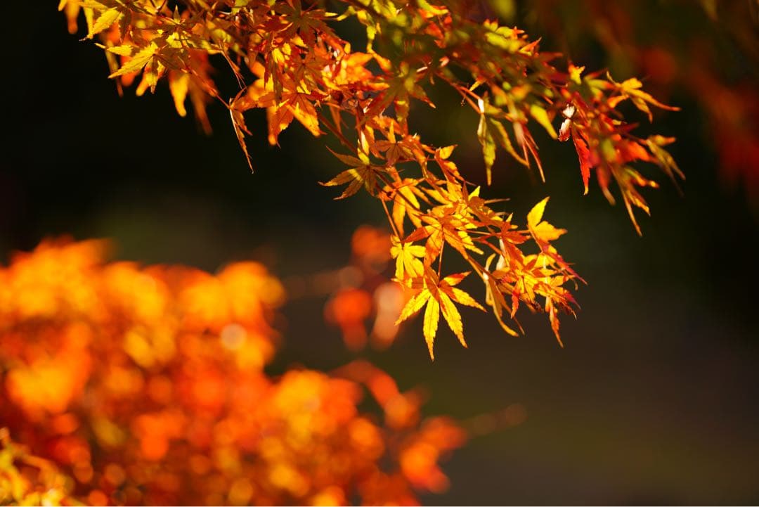 FE 70-200/ F4G OSS Gレンズsony Eマウント