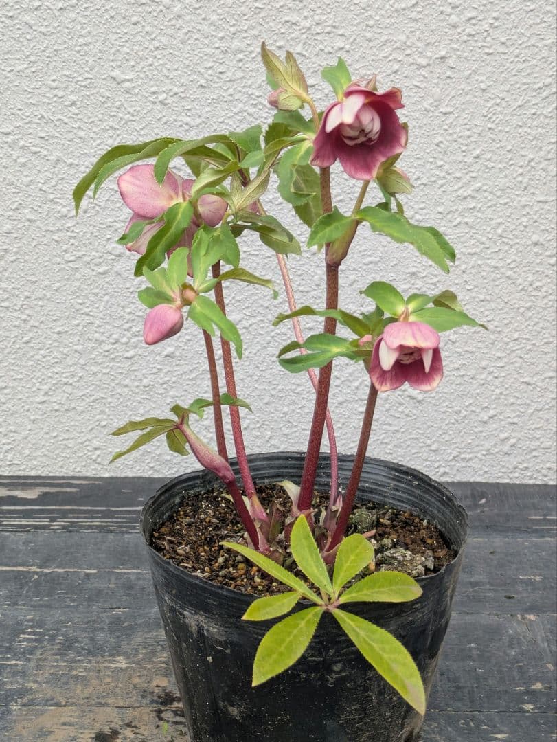 広瀬園芸 クリスマスローズ 【小輪ソレイユ系 リバーシブルdd】