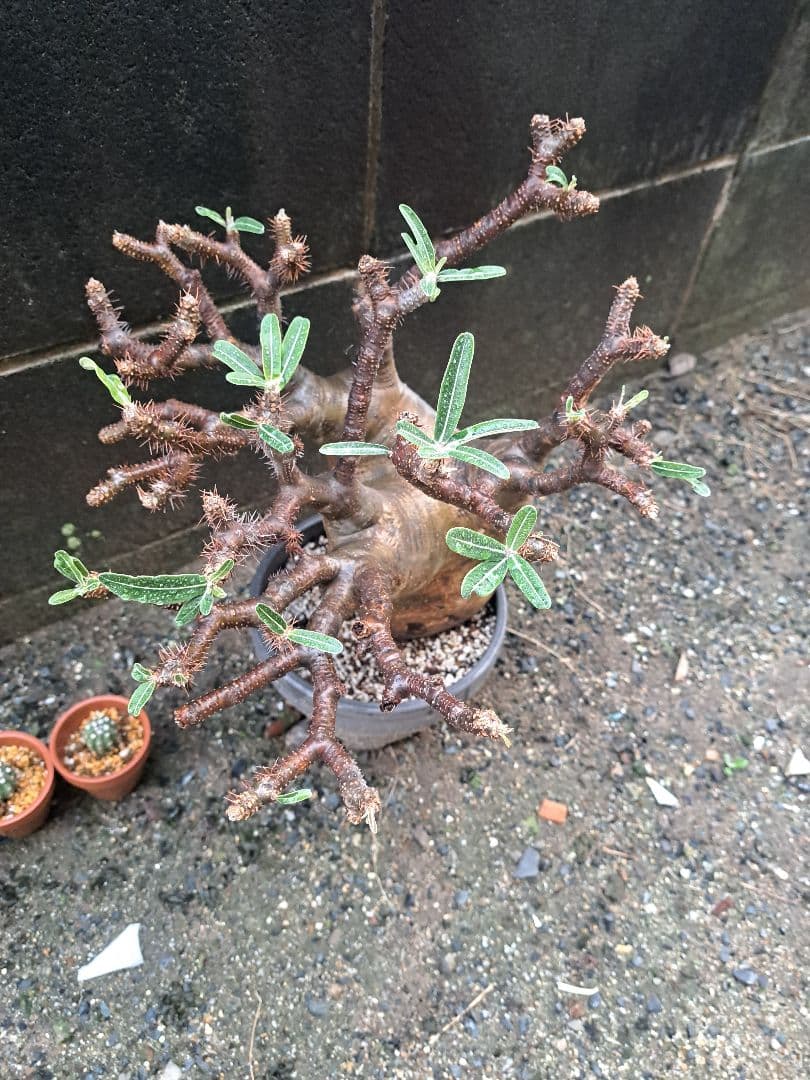 パキポディウム・グラキリス 大型 鉢付き