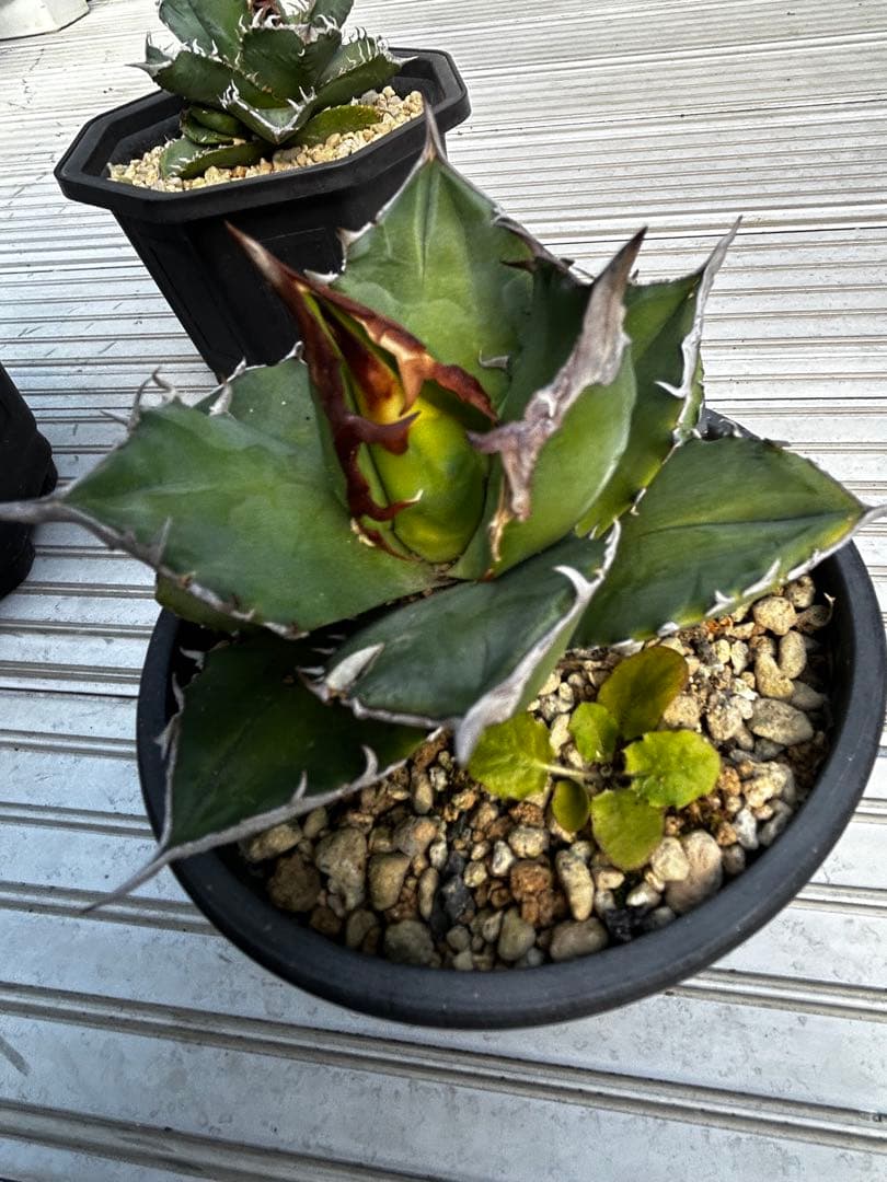 アガベチタノタ　トリケラトプス