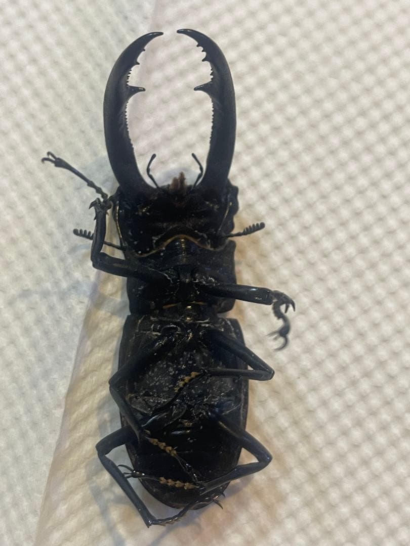 超希少　マンディブラリス ×リノケロス　ハイブリッド　交雑種　標本　約78㎜