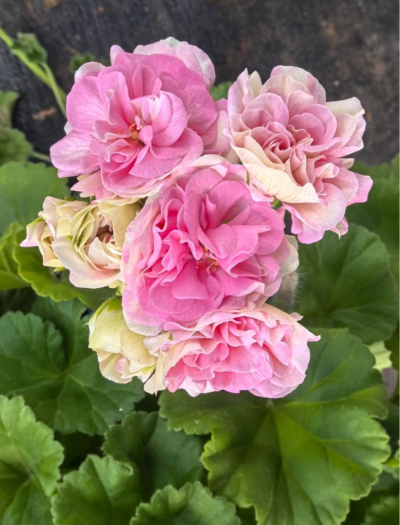 稀少ゼラニウム大苗