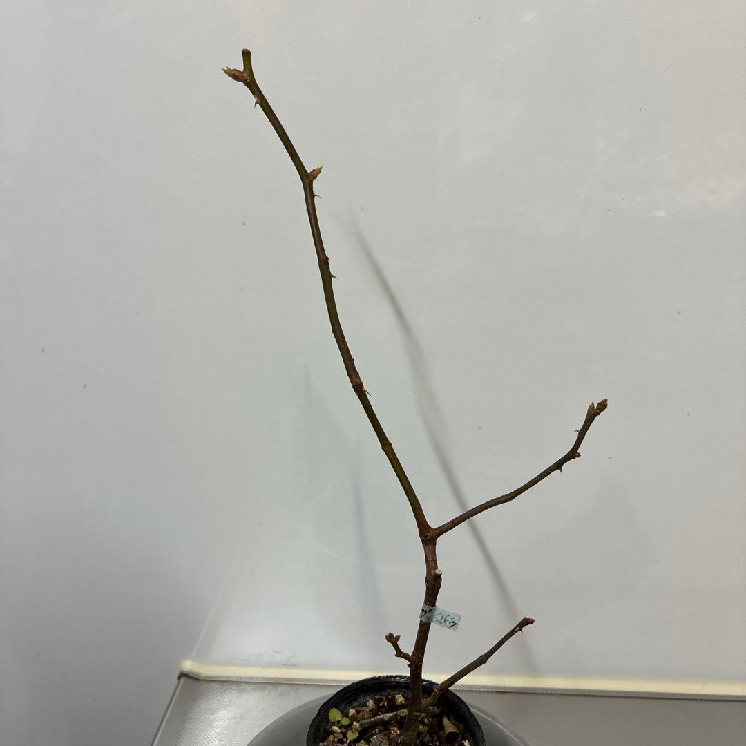 ⭐️購入前に必ずコメントをお願いします　47、バラ苗　美しい