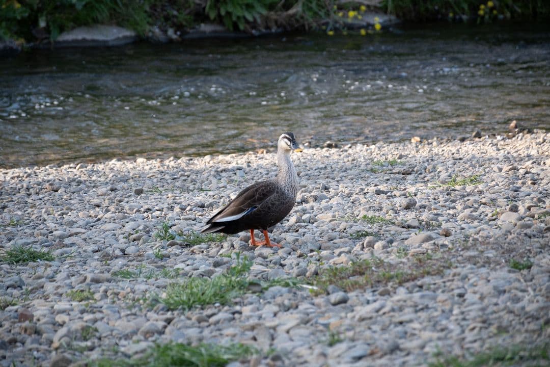 【美品】Nikon 18-140mm f/3.5-5.6G ED VR