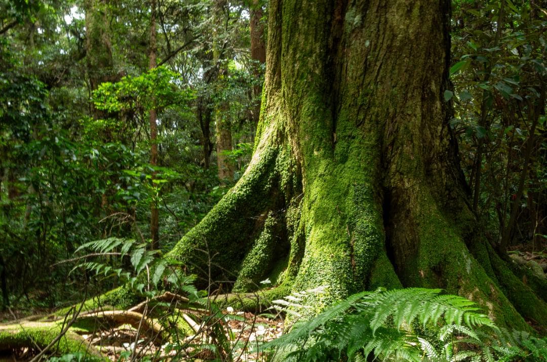 【黒死病対策】【内臓電池交換】PENTAX K-30 初心者向けセット