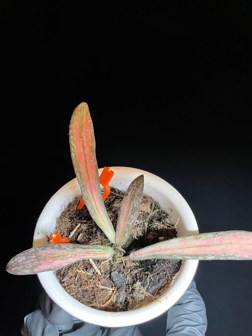 レア　ホヤ　シギラティス 内斑入り　サクララン