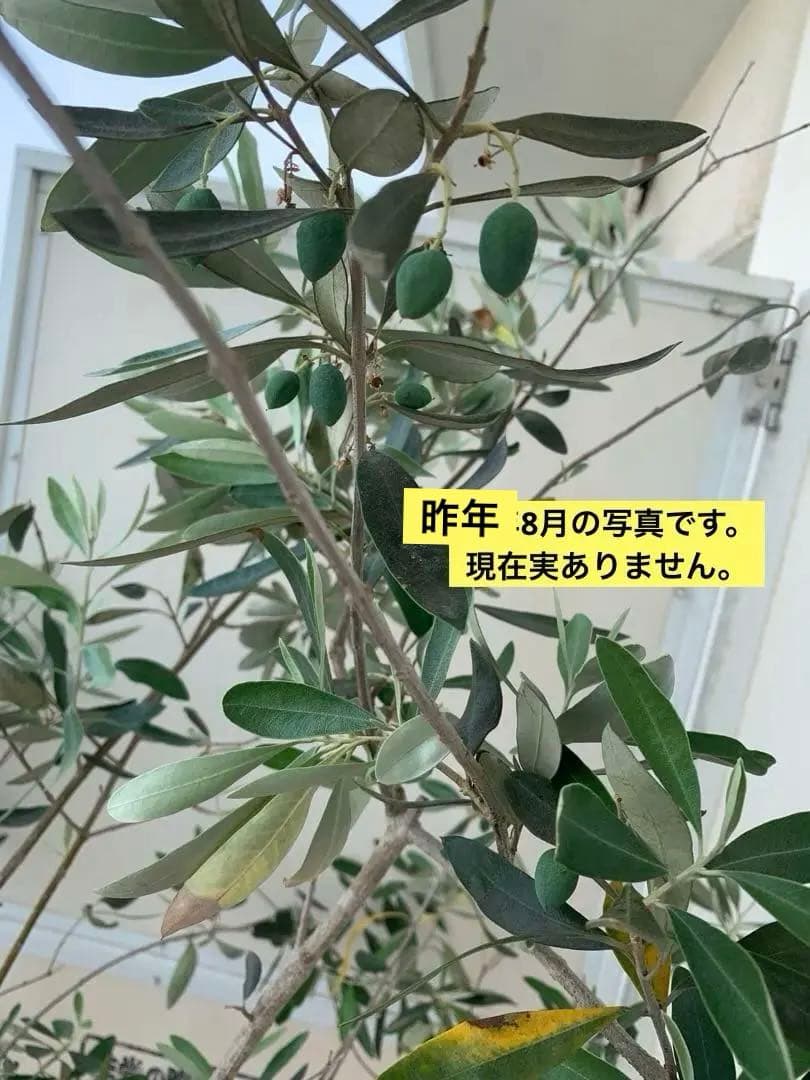 小豆島産オリーブ ジャンボカラマタ