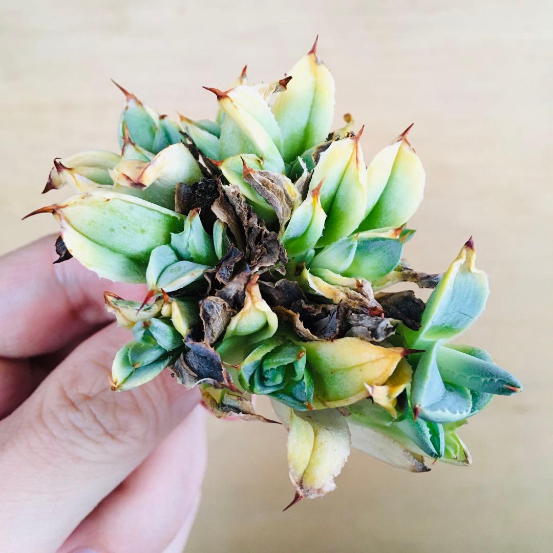 【稀少】トランカータ綴化 紅葉タイプ アガベ パリー フィリグリークレステッド