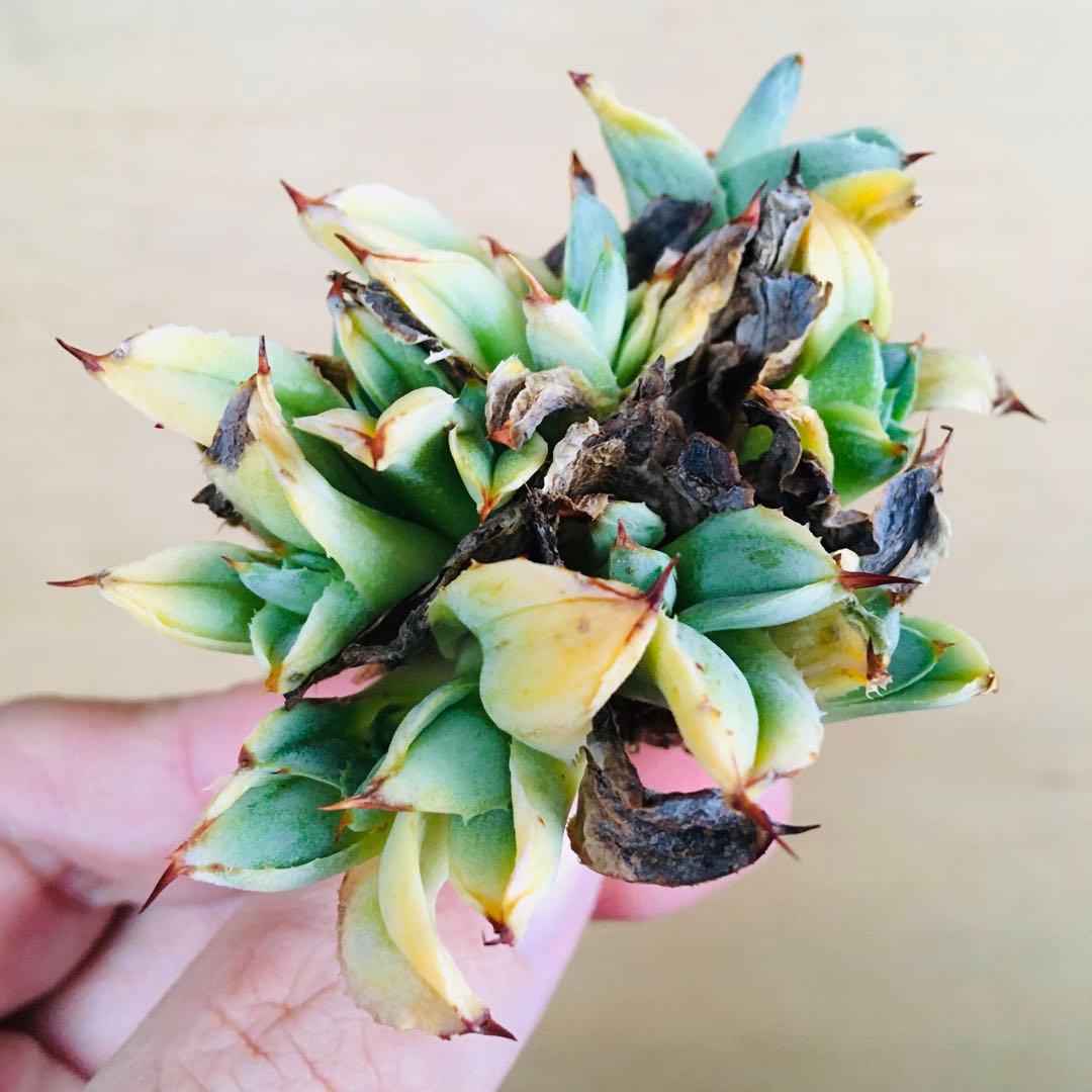 【稀少】トランカータ綴化 紅葉タイプ アガベ パリー フィリグリークレステッド