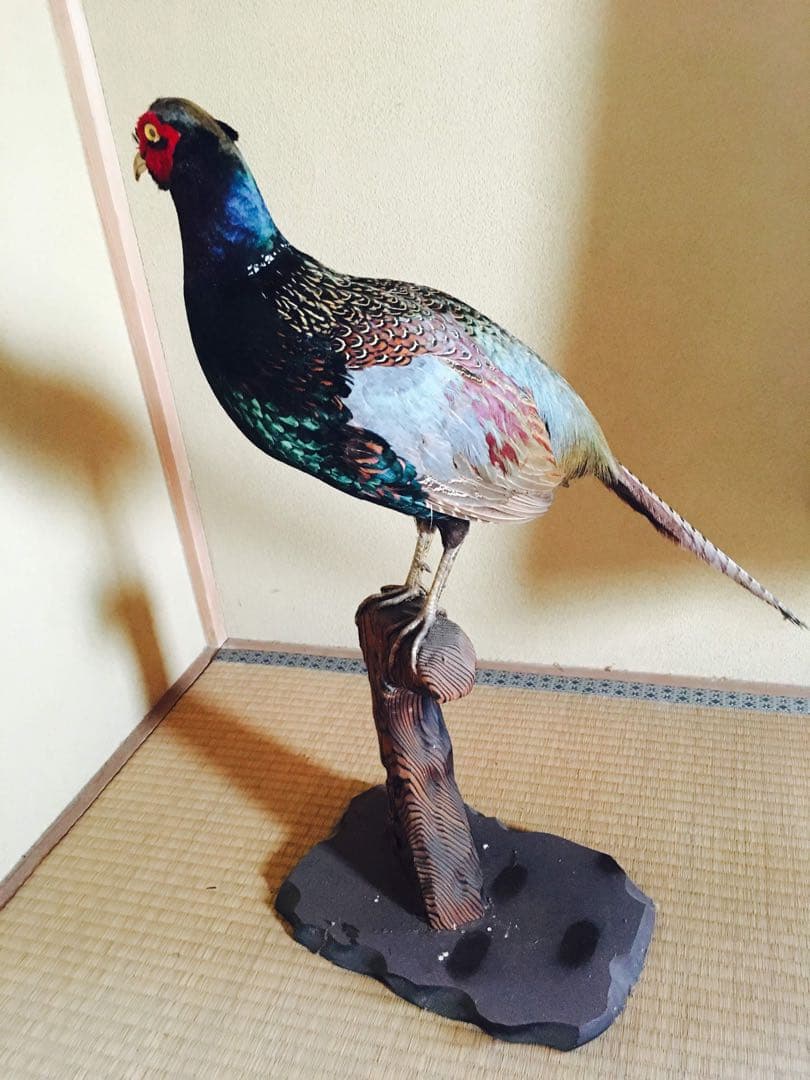 キジ　剥製　関東お届け　鳥