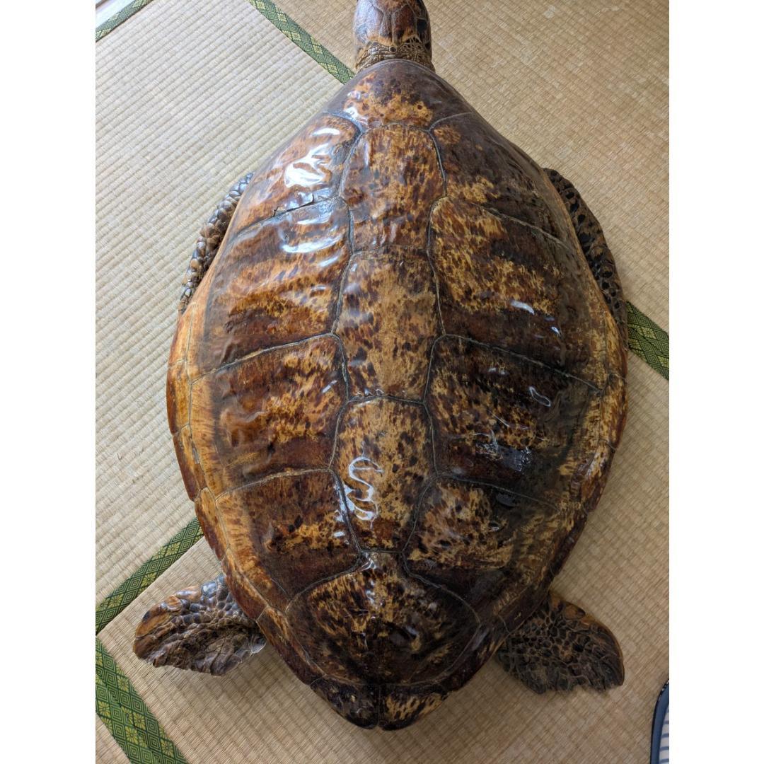 アオウミガメ（亀）はく製/剥製 希少野生動植物種登録表あり