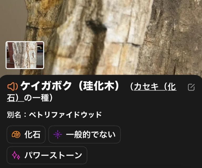 石収集家 人生コレクション 1.7kg 珪化木 ケイカボク 化石 天然石 鑑賞石