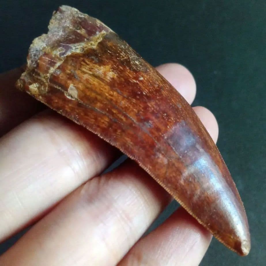 アロサウルス上科　カルカロドントサウルス　特大　歯化石　美麗標本